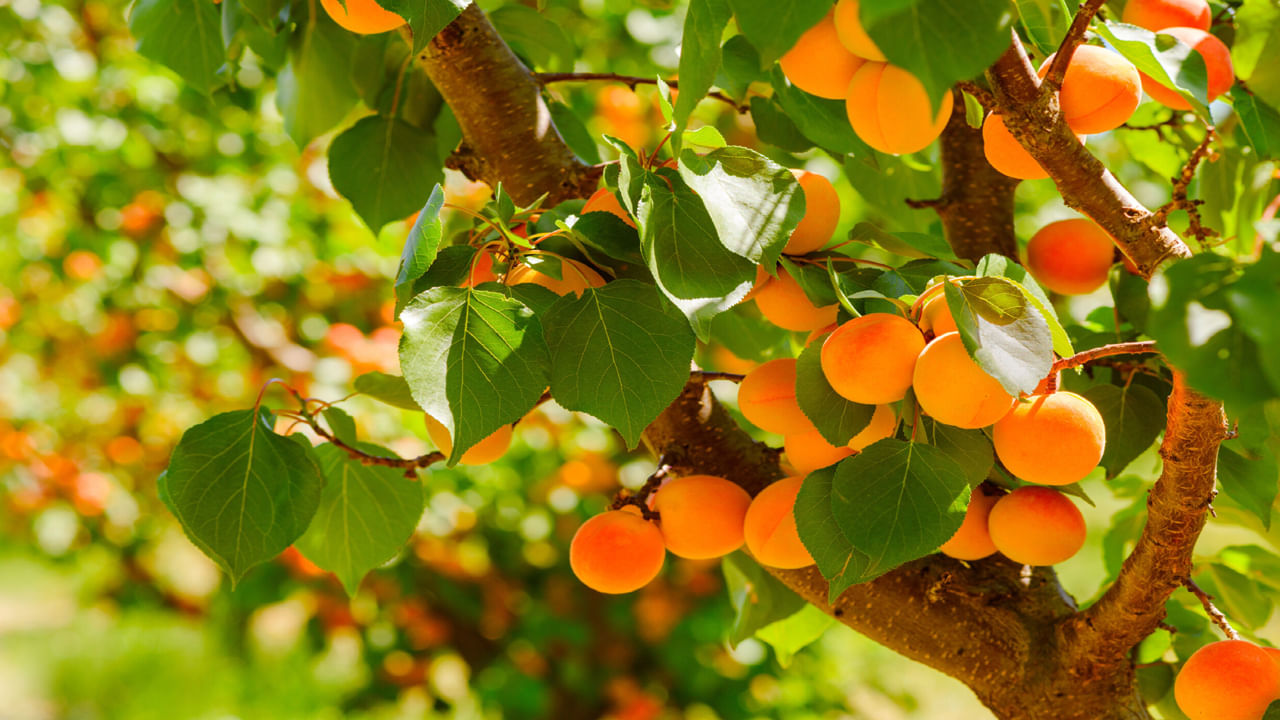 Health Benefits of Apricots : ఇది పండుకాదు అమృతఫలం.. ప్రతిరోజూ ఒక్కటి తిన్నాచాలు ఊహించని లాభాలు..