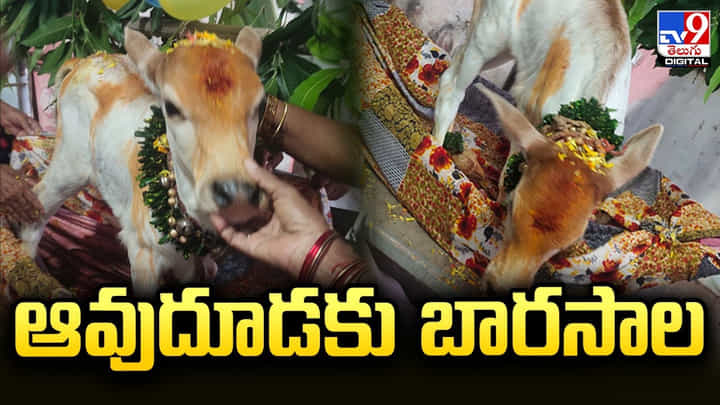 అంగరంగ వైభవంగా ఆవుదూడకు గ్రాండ్గా ఉయ్యాల ఫంక్షన్ !! అంగరంగ వైభవంగా ఆవుదూడకు గ్రాండ్గా ఉయ్యాల ఫంక్షన్ !!
