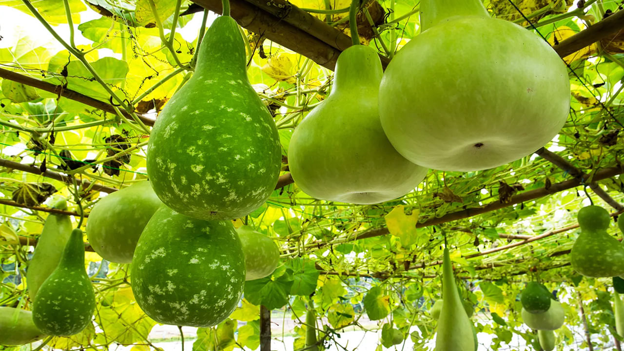 సొరకాయతో కాకరకాయ తినడం వల్ల అనేక రకాల ఆరోగ్య సమస్యలు వస్తాయి. ఈ రెండు కూరగాయలను కలిపి తినడం వల్ల శరీరం విషపూరితం అవుతుందని నిపుణులు అంటున్నారు. ఫలితంగా, జీర్ణ సమస్యలు, కడుపు నొప్పి పెరిగే అవకాశం ఉంది. కాబట్టి వాటిని కలిపి తినకపోవడమే మంచిది.