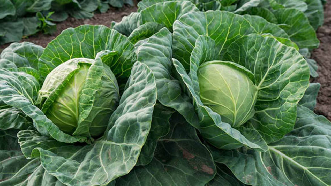 యాంటీ ఆక్సిడెంట్లు క్యాబేజీలో మెండుగా ఉంటాయి. ఫైబర్, విటమిన్ కే, సీ వంటివి క్యాబేజీలో ఉంటాయి. క్యాన్సర్, గుండెకు సంబంధించిన సమస్యల నుంచి ఇది తగ్గిస్తూ ఉంటుంది. ముఖ్యంగా క్యాబేజీలో యాంటీహైపర్‌గ్లైసెమిక్‌ ఉంటుంది. 