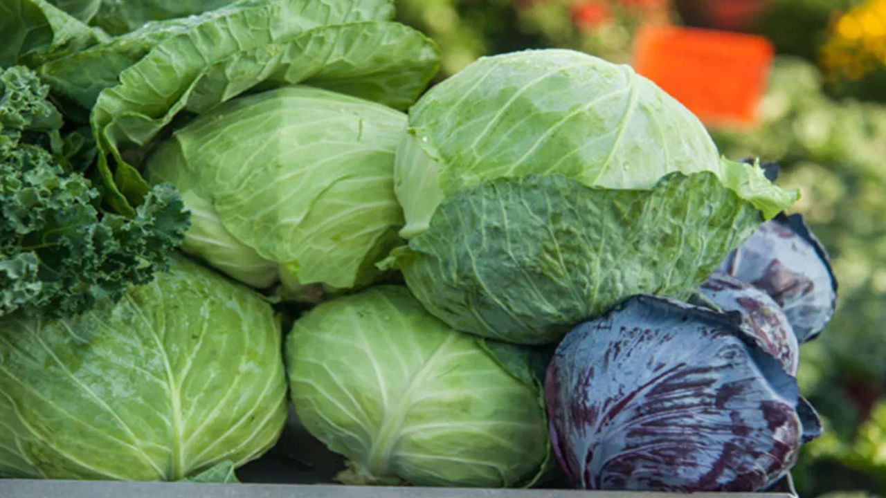 ఈయాంటీహైపర్‌గ్లైసెమిక్‌ మధుమేహంతో బాధపడుతున్న వారికి మేలు చేస్తుంది. ఈ క్యాబేజీ అన్ని సీజన్‌లో అందుబాటులో ఉంటుంది. ఇందులో ఫైబర్ పుష్కలంగా ఉండడంతో చెడు కొలెస్ట్రాల్‌ తగ్గిస్తుంది. 