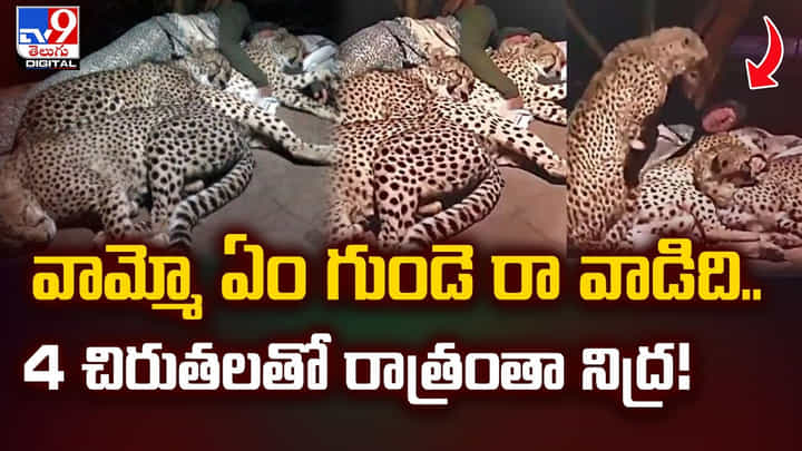 వామ్మో ఏం గుండె రా వాడిది.. 4 చిరుతలతో రాత్రంతా నిద్ర వామ్మో ఏం గుండె రా వాడిది.. 4 చిరుతలతో రాత్రంతా నిద్ర