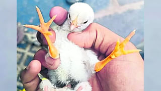 వీడెవడండీ బాబు.. జాబ్ చేయడం ఇష్టంలేక ఏకంగా చేతి వేళ్లు నరికేసుకున్నాడు! ఎక్కడంటే..