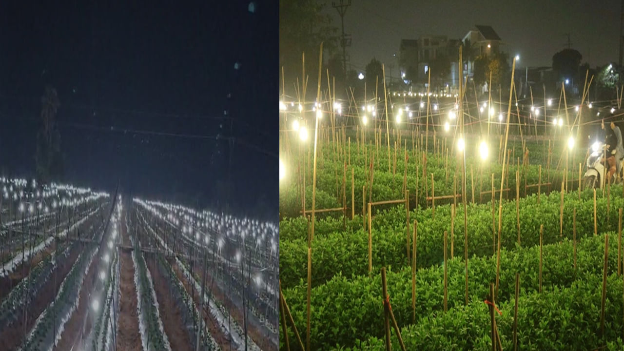 LED Lights Cultivation: ఓ యువ రైతు వినూత్న ఆలోచన.. విద్యుత్ కాంతుల మధ్య చామంతి సాగు..