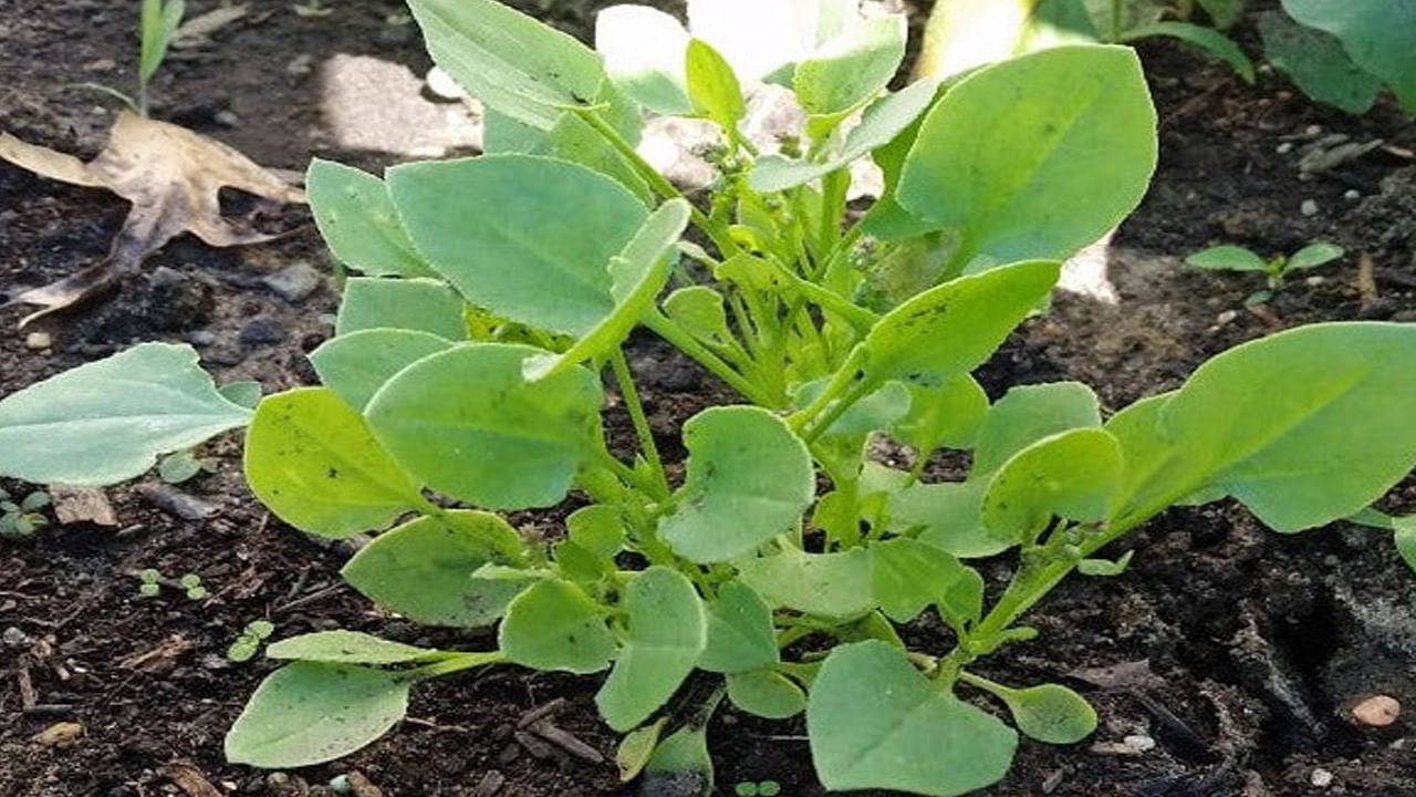 తరచూ చుక్కకూరను తింటే జీర్ణ వ్యవస్థ పని మెరుగ్గా ఉంటుంది. గ్యాస్, ఎసిడిటీ, కడుపుబ్బరం, మలబద్ధకం వంటి సమస్యలను చుక్కకూర తగ్గిస్తుంది. చుక్కకూరలో ఉండే మంచి గుణాలు రోగ నిరోధక శక్తిని పెంచడంలో తోడ్పడుతాయి. దీంతో తరచూ వచ్చే వ్యాధుల బారిన పడకుండా జాగ్రత్త పడొచ్చు. వైరస్, ఇన్ఫెక్షన్ల నుంచి తప్పించుకోవచ్చు.