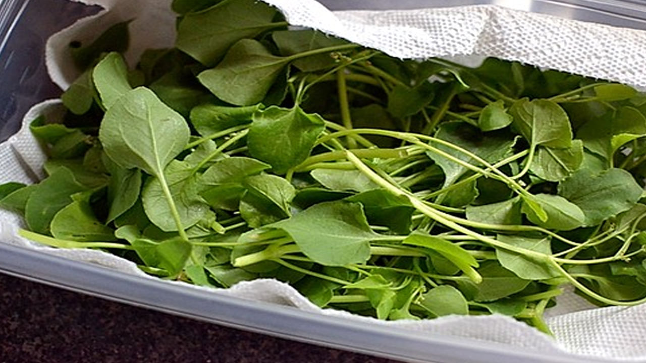 క్యాన్సర్‌ మహమ్మారిని తరిమికొట్టడంలో కూడా ఉపయోగపడుతుంది. ముఖ్యంగా రొమ్ము క్యాన్సర్‌, సర్విక్‌ క్యాన్సర్‌ రాకుండా చేస్తుంది. మహిళలకు వచ్చే రొమ్ము క్యాన్సర్, సర్వైకల్ క్యాన్సర్ వంటివి రాకుండా చుక్కకూర నివారిస్తుంది. రక్తహీనతను తగ్గించడంలో చుక్కకూరలో ఉండే ఐరన్ బాగా సహాయపడుతుంది. ఇందులో పుష్కలంగా ఉండే ఐరెన్‌ కంటెంట్‌ రక్తహీనతకు చెక్‌ పెడుతుంది. 