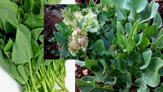 మీకు సలాడ్స్‌ అంటే ఇష్టమా..? పండ్లు, కూరగాయలు కలిపి తింటే ఏమౌతుందో తెలుసుకోండి..!