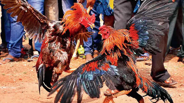 AP News: ఏపీలో అప్పుడే మొదలైన పందెంరాయుళ్ల హడావిడి