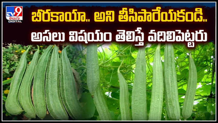 Health: బీరకాయా.. అని తీసిపారేయకండి.! అసలు విషయం తెలిస్తే వదిలిపెట్టరు.. Health: బీరకాయా.. అని తీసిపారేయకండి.! అసలు విషయం తెలిస్తే వదిలిపెట్టరు..