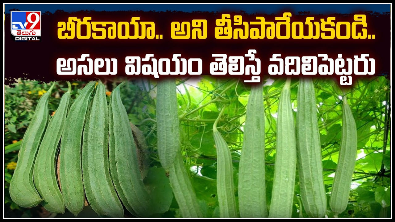 Health: బీరకాయా.. అని తీసిపారేయకండి.! అసలు విషయం తెలిస్తే వదిలిపెట్టరు..