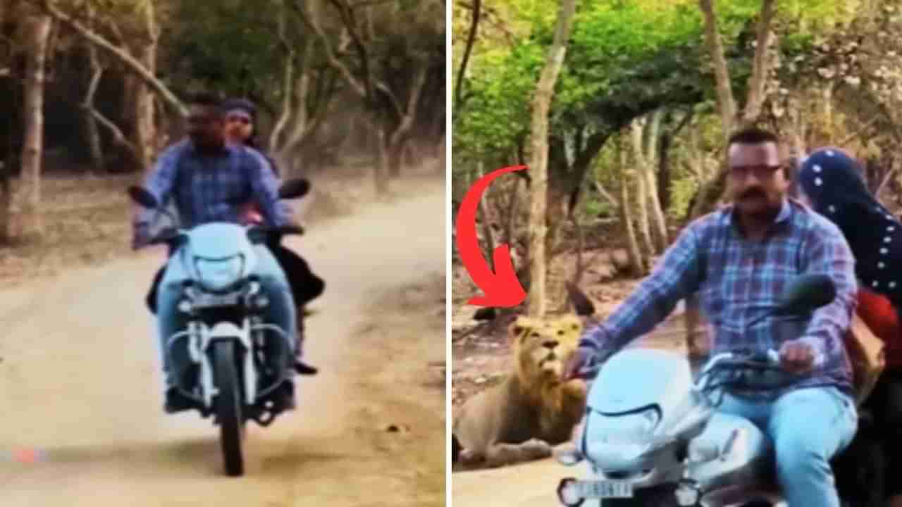 Viral Video: ఏం గుండెరా వాడిది..! వైఫ్ పక్కన ఉంటే.. సింహం కూడా జుజుబీనే..!