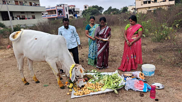 Telangana: ఆవుకి అదిరిపోయే లెవెల్లో సీమంతం.. చుట్టాలను పిలిచి కన్నా కూతురిలా..