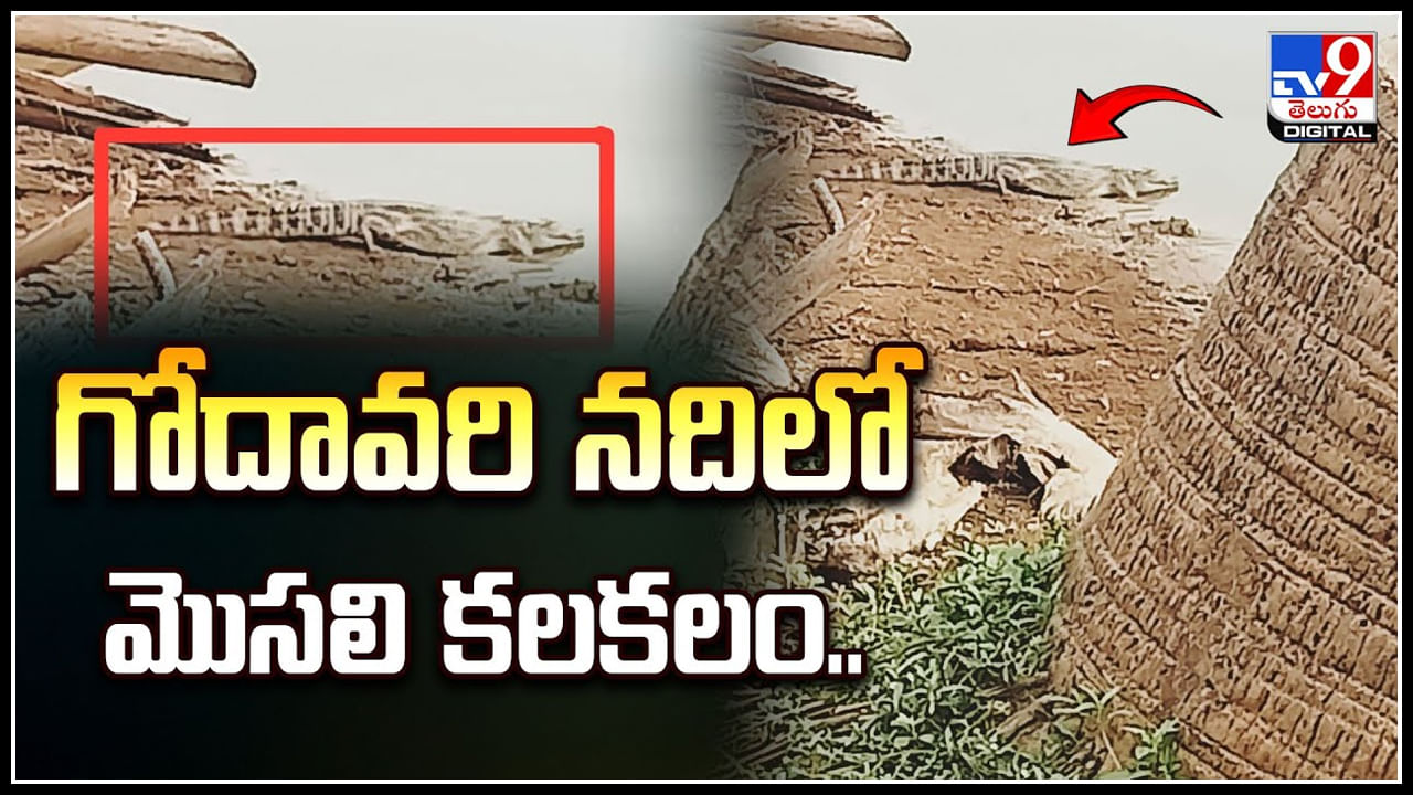 Crocodile: గోదావరి నదిలో మొసలి కలకలం.! అదిరిపడ్డ పశువుల కాపరి..