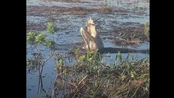 Viral video : అయ్యో పాపం..ఎర అనుకుని ఎగిరే డ్రోన్ను మింగేసిన మొసలి..! ఆ తర్వాత ఏమైందంటే?