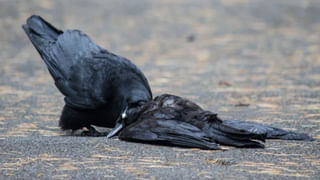 PM Modi: అంబేద్కర్‌పై అమిత్ షా వ్యాఖ్యలు.. కాంగ్రెస్‌కు గట్టి కౌంటరిచ్చిన ప్రధాని మోదీ