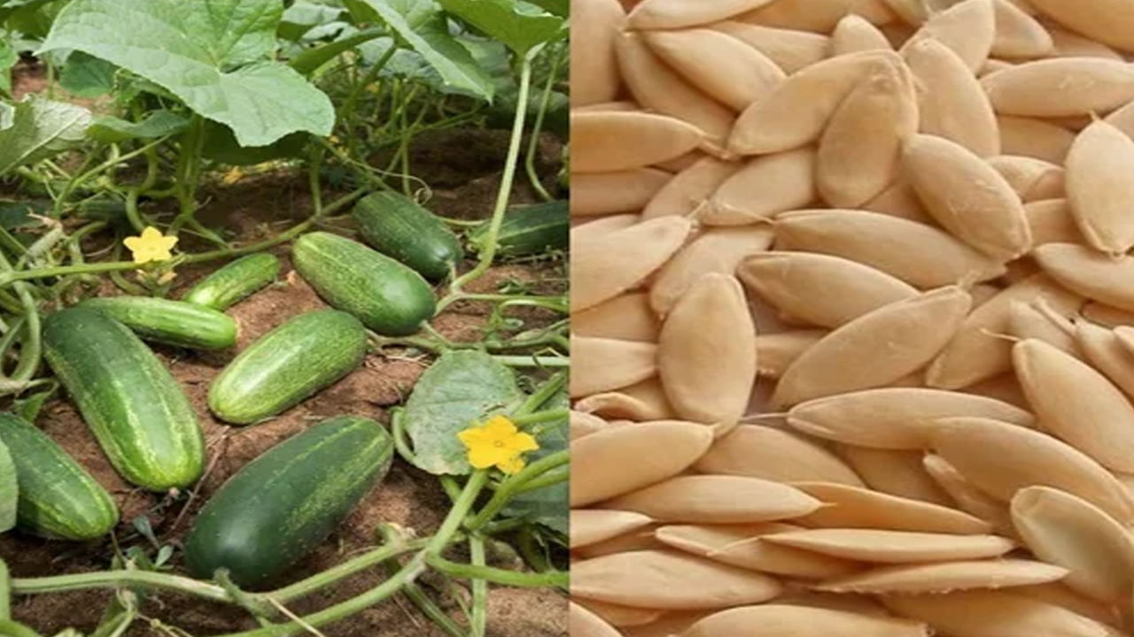 Cucumber Seeds: కీరదోసకాయ మాత్రమే కాదు.. దాని గింజలతో బోలేడు లాభాలు..!