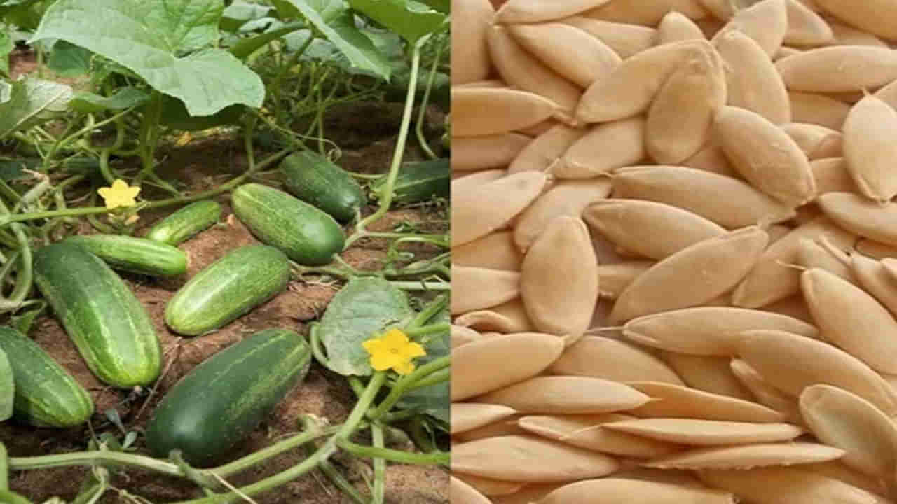 Cucumber Seeds: కీరదోసకాయ మాత్రమే కాదు.. దాని గింజలతో బోలేడు లాభాలు..!