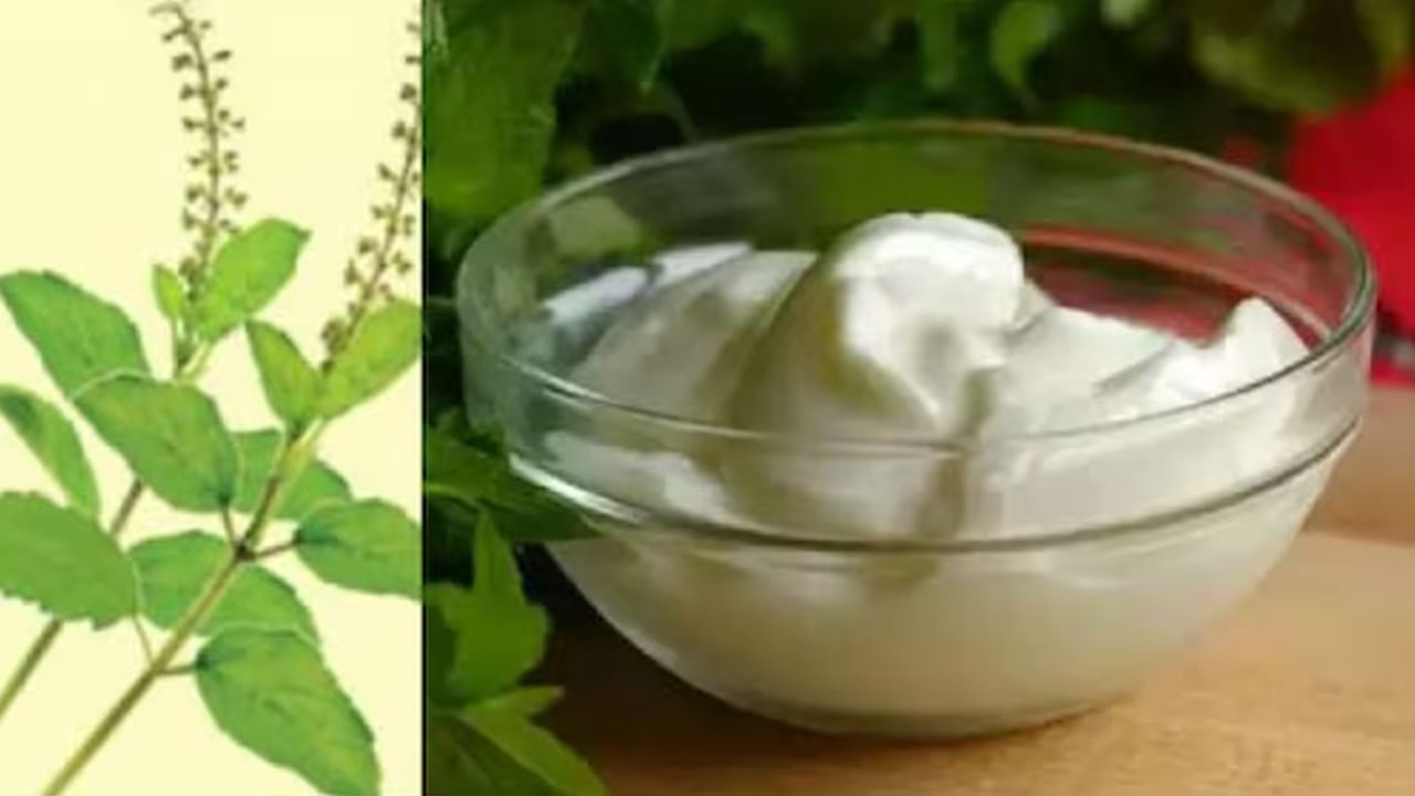 Curd And Tulsi