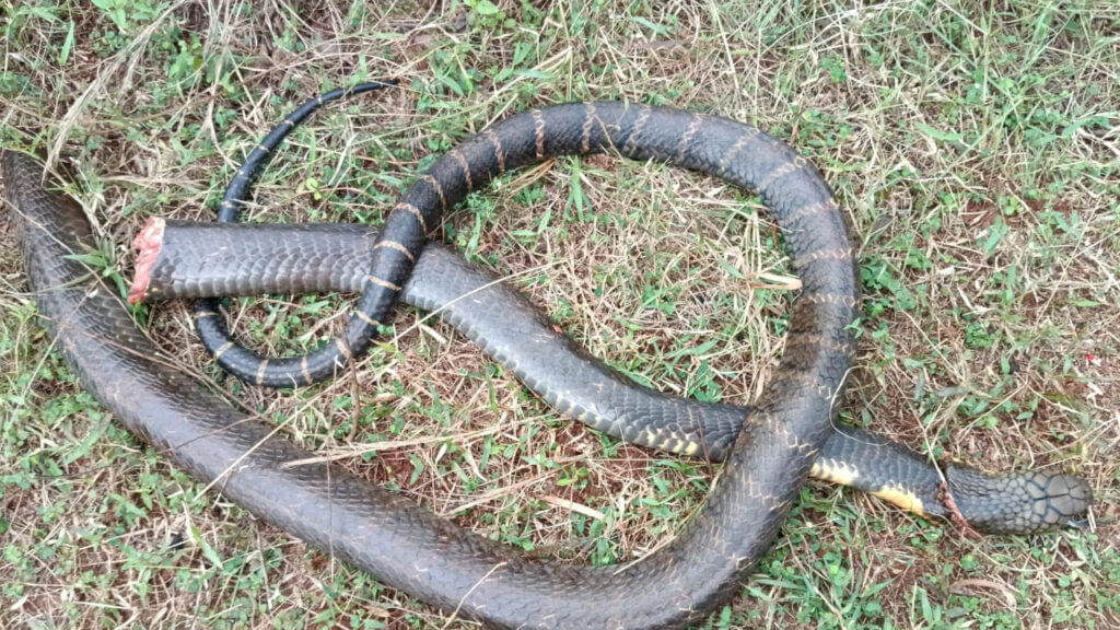 Dead Cobra