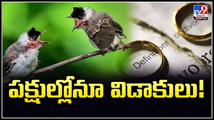 పక్షుల్లోనూ విడాకులు.! వాతావరణంలో మార్పులతో విడిపోతున్న పక్షులు.. పక్షుల్లోనూ విడాకులు.! వాతావరణంలో మార్పులతో విడిపోతున్న పక్షులు..