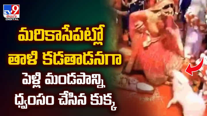 మరికాసేపట్లో తాళి కడతాడనగా పెళ్లి మండపాన్ని ధ్వంసం చేసిన కుక్క మరికాసేపట్లో తాళి కడతాడనగా పెళ్లి మండపాన్ని ధ్వంసం చేసిన కుక్క