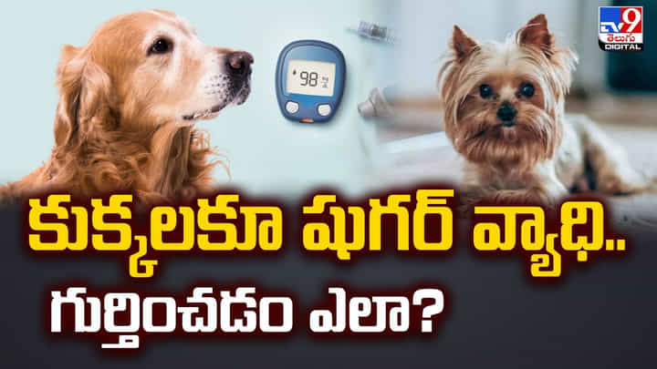 కుక్కలకూ షుగర్ వ్యాధి.. గుర్తించడం ఎలా ?? కుక్కలకూ షుగర్ వ్యాధి.. గుర్తించడం ఎలా ??