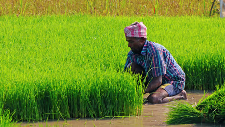 Telangana: వరినాట్లు వేయడానికి వచ్చి బిత్తరపోయిన రైతు.. ఎదురుగా కనిపించింది చూడగా Telangana: వరినాట్లు వేయడానికి వచ్చి బిత్తరపోయిన రైతు.. ఎదురుగా కనిపించింది చూడగా