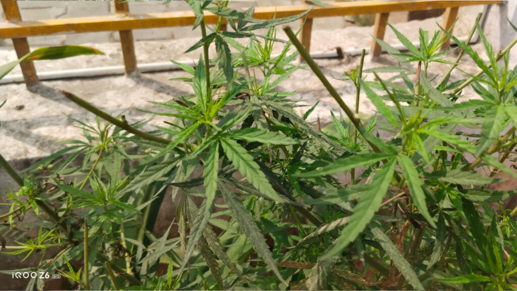 Ganja Plant