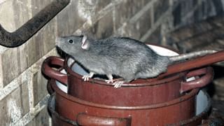 Pink Guava: గులాబీ రంగులో ఉండే జామ పండు ఇంత ప్రత్యేకమా..