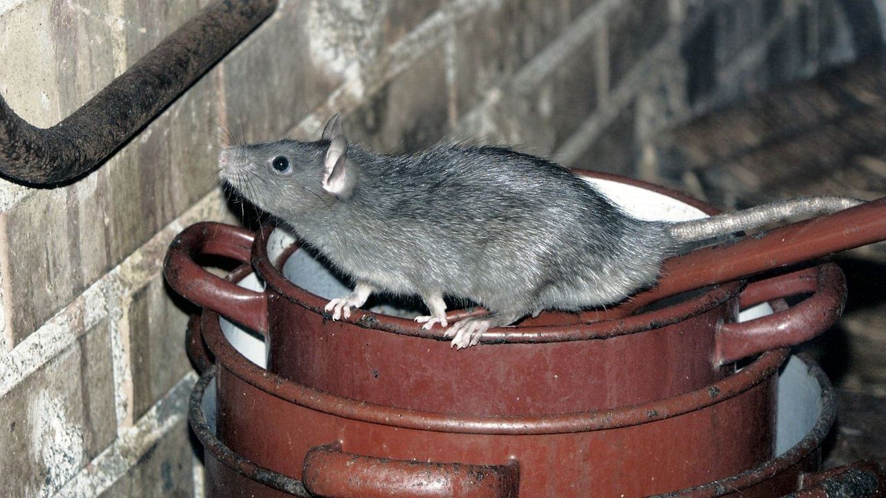 ఇల్లు అన్నాక కీటకాల బెడద చాలా కామన్. అయితే వీటి వలన అనేక అనారోగ్య సమస్యలు రావచ్చు. కీటకాలు వ్యాధులను వ్యాప్తి చేస్తూ ఉంటాయి. వీటి వల్ల ఆరోగ్యానికే ప్రమాదం. ఇలా ఇంటిని పాడుచేసే వాటిల్లో ఎలుకలు కూడా ఒకటి. ఎలుకలు ఇంట్లో ఉండటం అస్సలు మంచిది కాదు.
