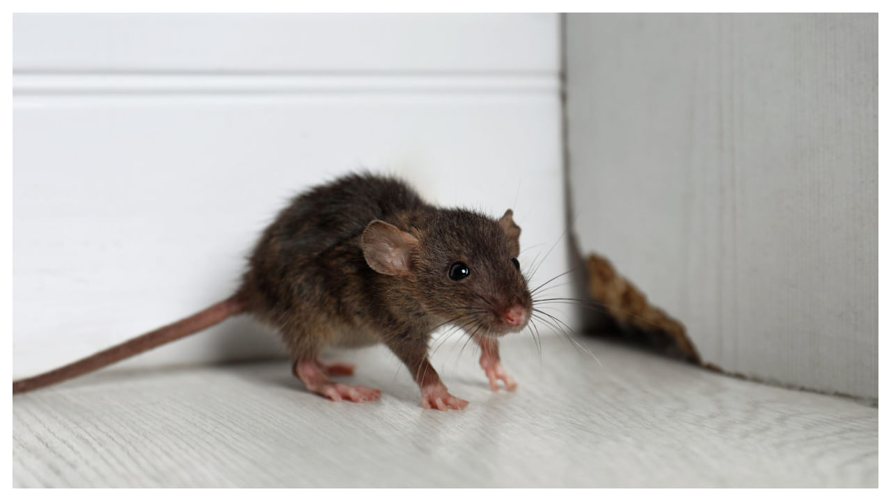 సాధారణంగా వీటి బెడదను వదిలించుకోవడానికి అనేక రసాయనాలు, ఇంటి చిట్కాలు ఉపయోగిస్తూ ఉంటారు. కానీ ఇంట్లో కొన్ని రకాల మొక్కలు పెంచుకోవడం వల్ల కూడా ఎలుకలు ఇంట్లోకి రావు. మరి ఆ ప్లాంట్స్ ఏంటో తెలుసుకోండి.
