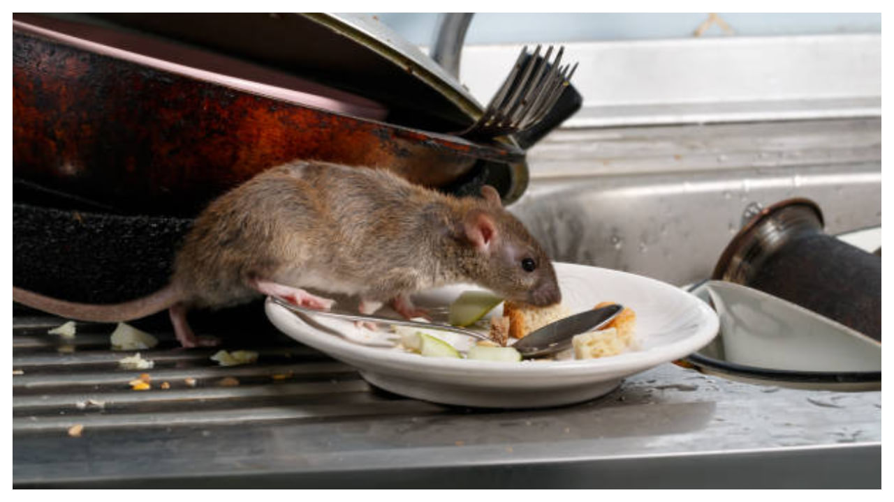 కృష్ణ తులసి మొక్కలు ఉన్నా కూడా ఎలుకలు ఇంట్లోకి రావు. ఎంతో మంది తులసి మొక్కను ఇంట్లో పెంచుకుంటూ ఉంటారు. ఈ మొక్క నుంచి కూడా సువాసన వస్తూ ఉంటుంది. ఈ వాసనకు ఇంట్లోకి ఎలుకలు రాకుండా ఉంటాయి.
