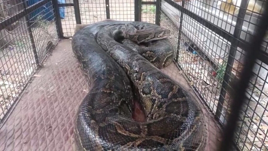 Giant Python