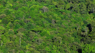 Sabarimala: శబరిమలలో చిన్నారిపై అడవి పందుల దాడి.. ఆందోళనలో అయ్యప్ప భక్తులు