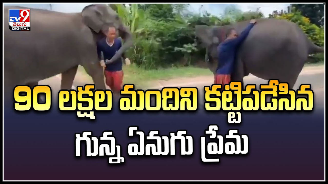 Viral: 90 లక్షల మందిని కట్టిపడేసిన  గున్న ఏనుగు ప్రేమ.. వీడియో వైరల్.