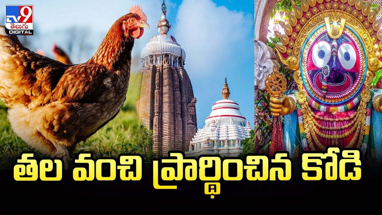 జగన్నాథుడి విగ్రహం ముందు తల వంచి ప్రార్థించిన కోడి..