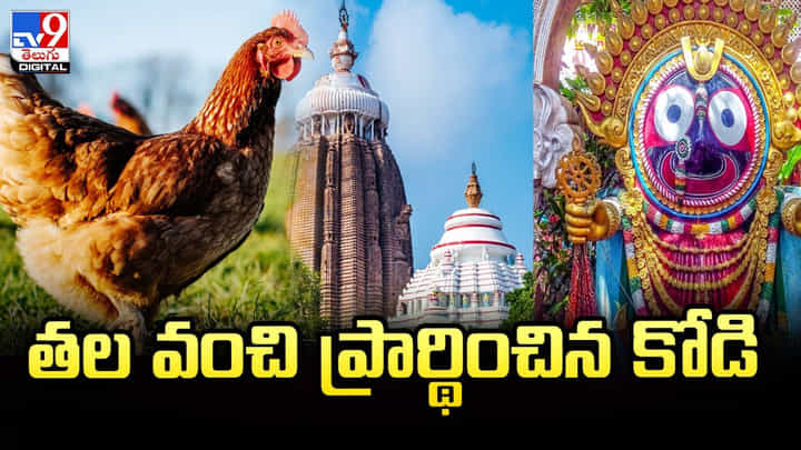 జగన్నాథుడి విగ్రహం ముందు తల వంచి ప్రార్థించిన కోడి.. జగన్నాథుడి విగ్రహం ముందు తల వంచి ప్రార్థించిన కోడి..