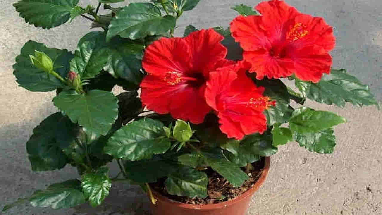 Vastu Tip: వాస్తుప్రకారం..ఈ దిశలో మందార మొక్కను నాటితే మీ ఇంట సిరుల పంట పండినట్టే..!