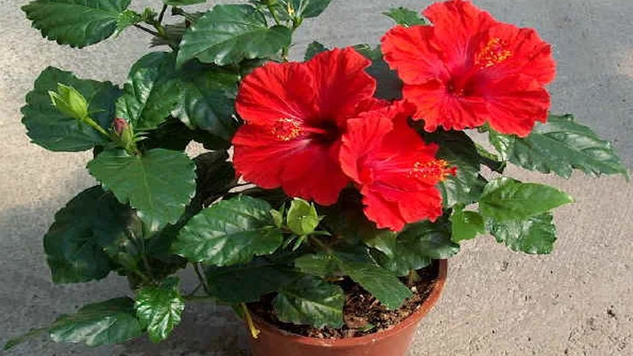 Vastu Tip: వాస్తుప్రకారం..ఈ దిశలో మందార మొక్కను నాటితే మీ ఇంట సిరుల పంట పండినట్టే..!