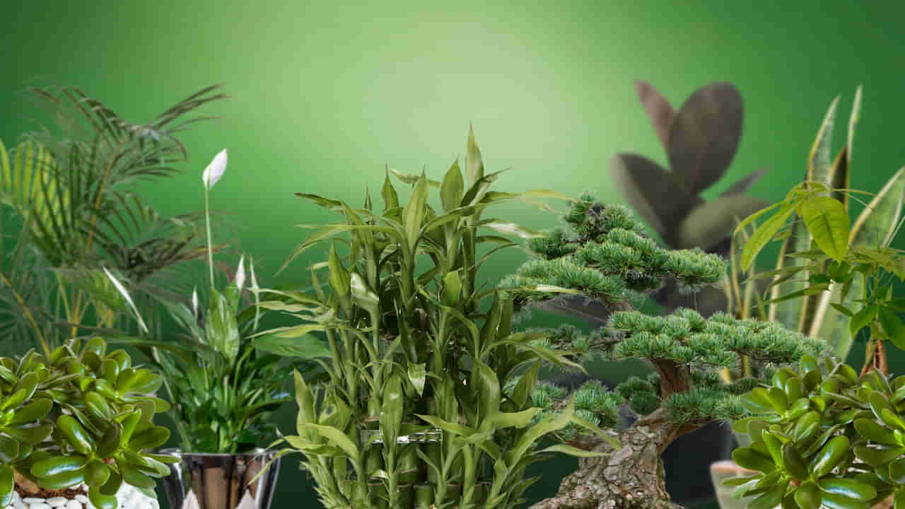 Indoor Plants: వాస్తుప్రకారం ఇంటికి అదృష్టాన్ని తెచ్చే మొక్కలు ఇవి.. సంపద మీ వెంట ఉన్నట్లే!