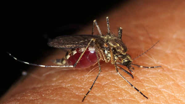 Japanese Encephalitis: మరో ప్రాణాంతక వైరస్! మెదడుకి జ్వరం.. ఆ వెంటనే మరణం.. తస్మాత్ జాగ్రత్త