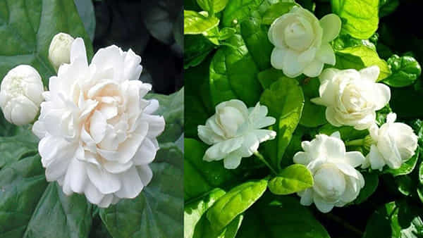 Beauty Tips: చర్మ సమస్యలకు మల్లె పువ్వు పరిష్కారం.. ఇలా వాడితే మీ అందం డబుల్ అవుతుంది..!