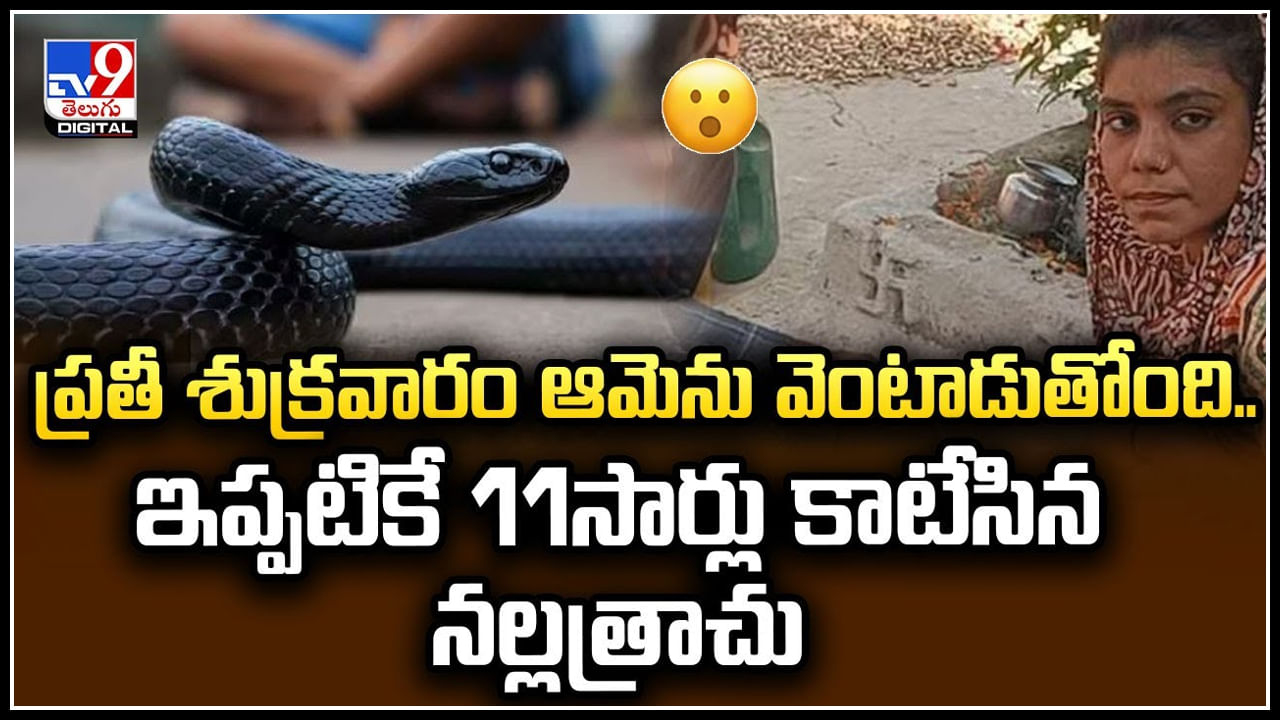 Viral: ప్రతీ శుక్రవారం ఆమెను వెంటాడుతోంది.. ఇప్పటికే 11సార్లు కాటేసిన నల్లత్రాచు.!