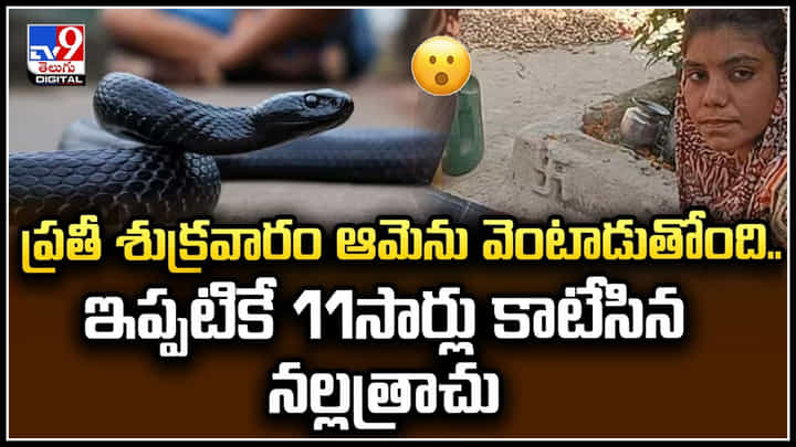 Viral: ప్రతీ శుక్రవారం ఆమెను వెంటాడుతోంది.. ఇప్పటికే 11సార్లు కాటేసిన నల్లత్రాచు.! Viral: ప్రతీ శుక్రవారం ఆమెను వెంటాడుతోంది.. ఇప్పటికే 11సార్లు కాటేసిన నల్లత్రాచు.!