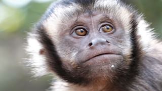 అరె ఎంతకు తెగించార్రా.. జాతిపితకు అవమానం.. బీర్లపై మహాత్ముని ఫొటో!