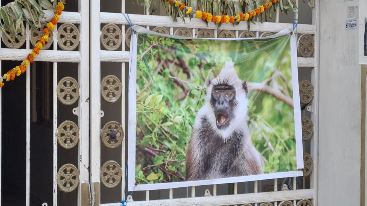 Langur Monkeys Flexis