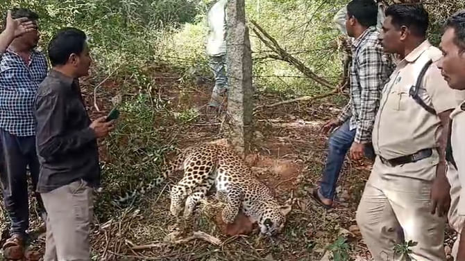 అడవి పందుల కోసం పెట్టిన ఉచ్చు.. అందులో ఏం చిక్కిందంటే..?