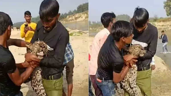 చిరుతను పట్టుకుని గొంతునులిమి చంపేసిన గ్రామస్తులు.. షాకింగ్ వీడియో వైరల్