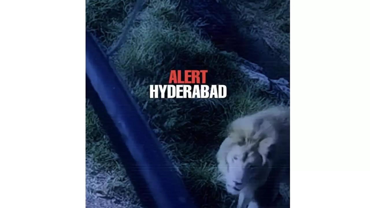 Hyderabad: జూ నుంచి బయటికి వచ్చిన సింహం.. క్లారిటీ ఇదే..!