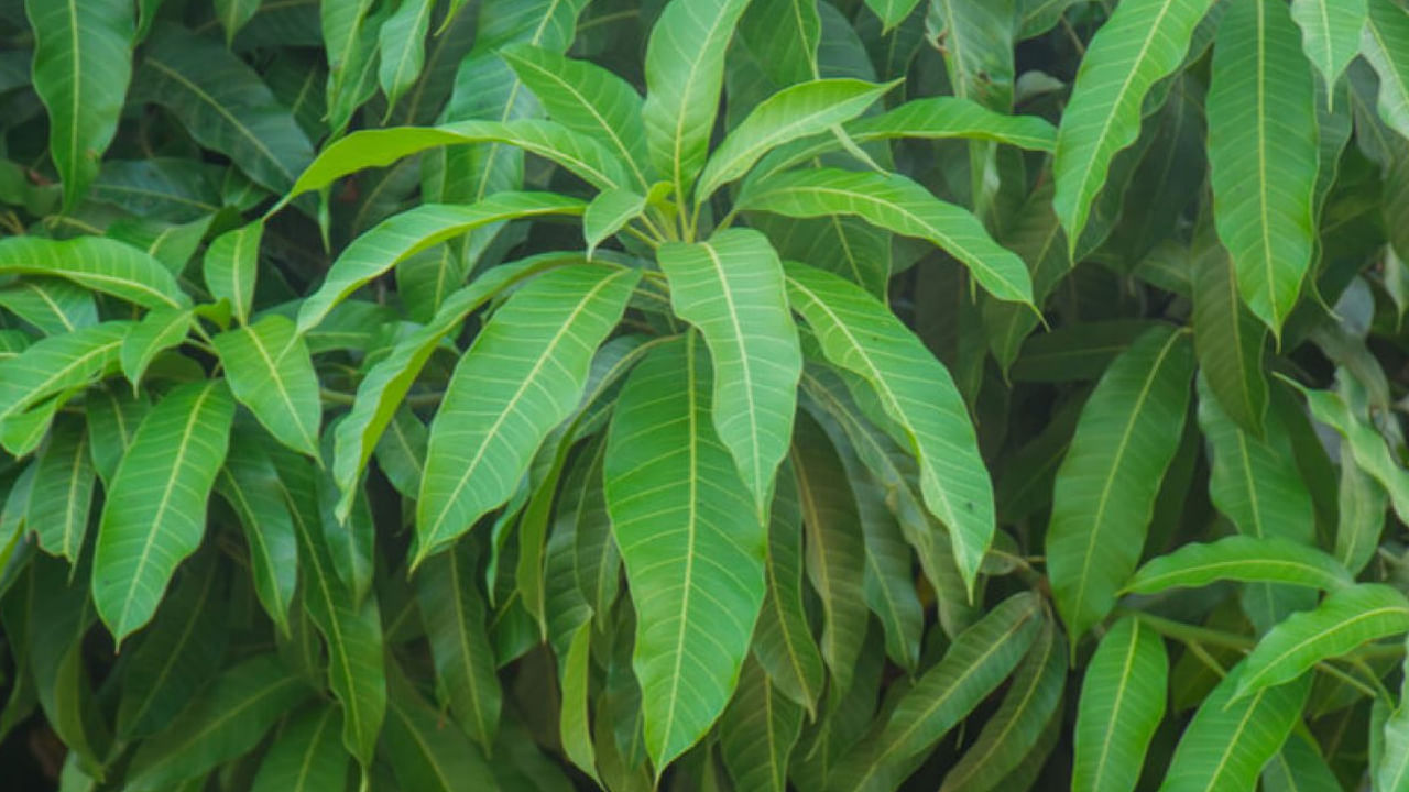 Mango Leaves Benefits : మామిడి ఆకుల్లో దాగివున్న ఆరోగ్య రహస్యం తెలిస్తే.. అసలు వదిలిపెట్టరు..